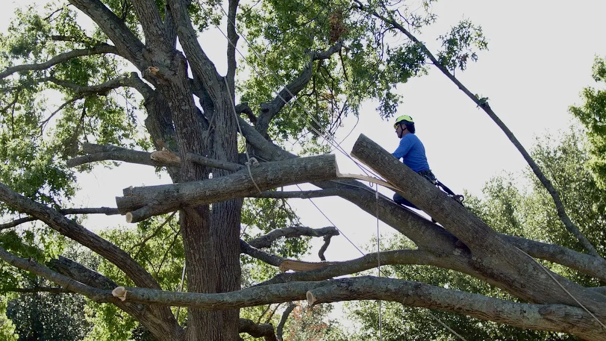 Professional Hazardous Tree Removal performed by certified arborists in Vassar