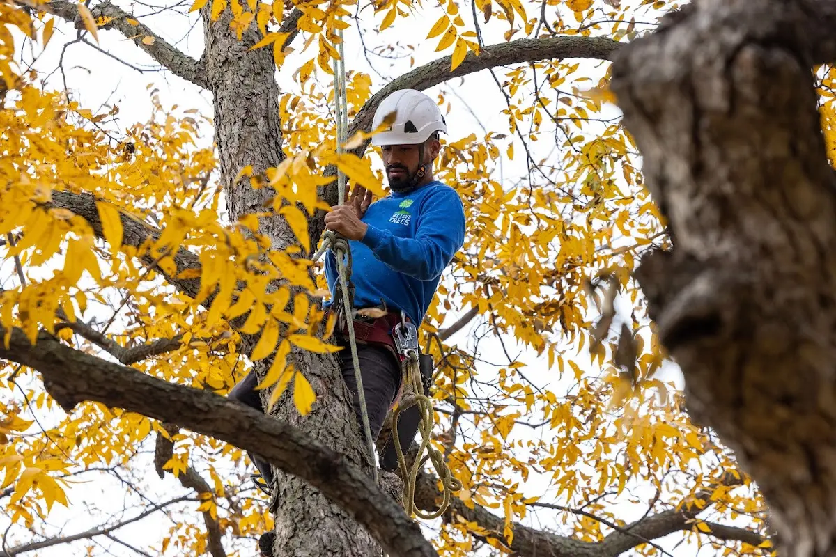 Skilled Tree Transplanting crew working in Vassar